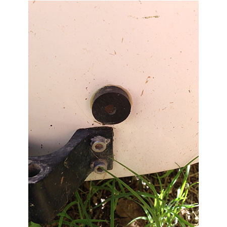 Alternative view of Rondella fermatimone Wild Cat